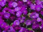TAŘIČKA - AUBRIETA AXCENT DEEP PURPLE