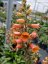 NÁPRSTNÍK - DIGITALIS HYBRIDA FIRECRACKER