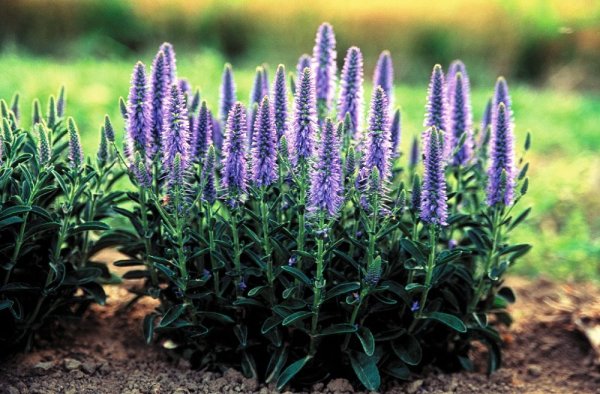 ROZRAZIL KLASNATÝ- VERONICA SPICATA NANA BLAUTEPPICH