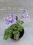 ORLÍČEK MIX - AQUILEGIA "BIEDERMEIER"