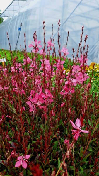 GAURA LINDHEIMERI TUTTI FRUTTI