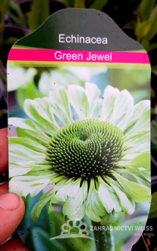TŘAPATKA - ECHINACEA "GREEN JEWEL"