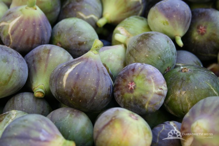 FÍKOVNÍK - FICUS CARICA FRANCUESCO