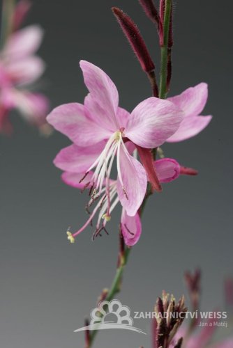GAURA LINDHEIMERI – GEYSER PINK