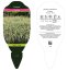 PHALARIS ARUNDINACEA FEESEY - CHRASTICE RÁKOSOVITÁ