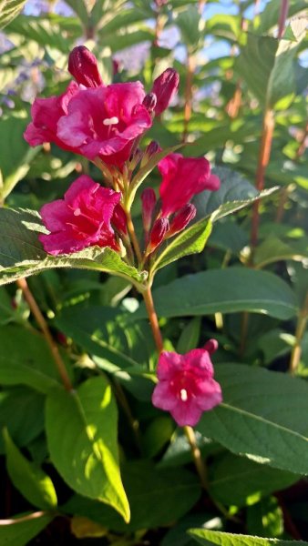 WEIGELA BRISTOL RUBY