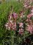 GAURA LIND. ROSY JANE