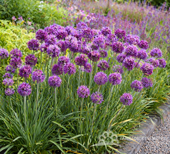 OKRASNÝ ČESNEK - ALLIUM HYB. LEVANDER BUBBLES