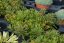 SEDUM FLORIFERUM