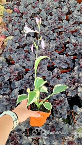 HOSTA HYBR. PATRIOT