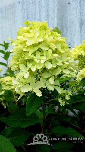 HORTENZIE LATNATÁ - HYDRANGEA PANICULATA SKYFALL