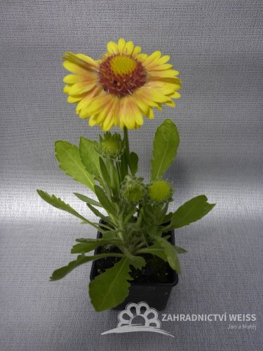 KOKARDA- GAILLARDIA GRANDIFLORA