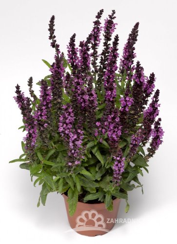 ŠALVĚJ NÁDHERNÁ - SALVIA SUPERBA 'MERLEAU ROSE COMPACT'