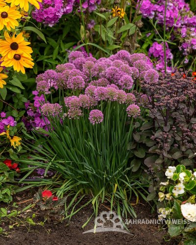 OKRASNÝ ČESNEK - ALLIUM HYBRIDA MILLENIUM