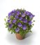 CAMPANULA CARPATICA "PRISTAR BLUE" - ZVONEK KARPATSKÝ