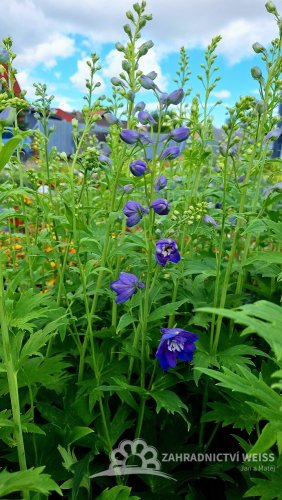 DELPHINIUM CULTORUM DELPHINITY F1 BLUE
