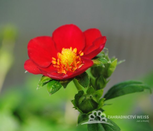 JAHODA PŘEVISLÁ - FRAGARIA FRAGOO RUBY ANN