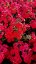PHLOX PANICULATA - FLAME WATERMELON ®