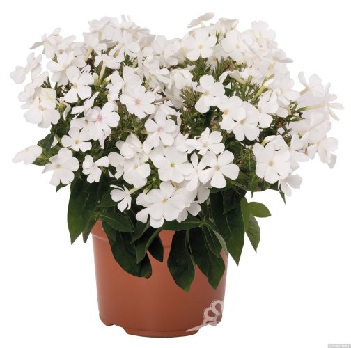 PHLOX PANICULATA FLAME PRO WHITE ®