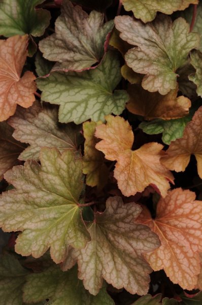 HEUCHERA VILLOSA CARNIVAL WATERMELON