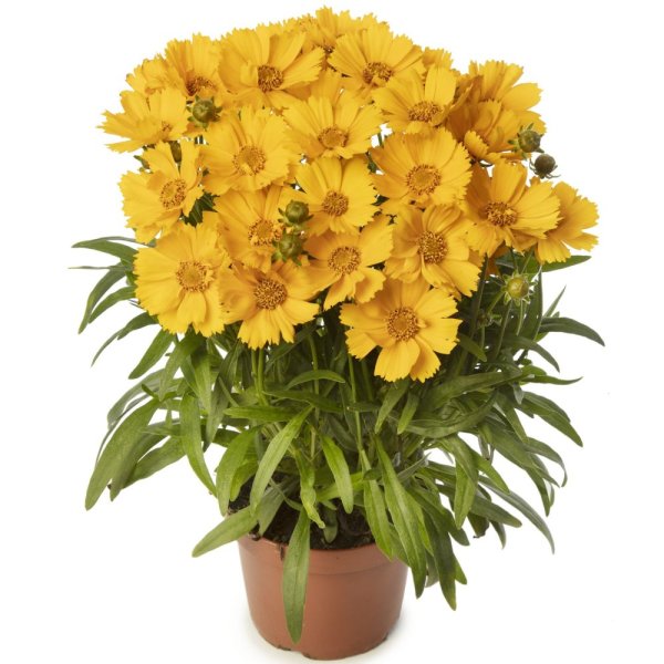 KRASNOOČKO - COREOPSIS CASTELLO COMPAKT YELLOW