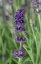 LAVANDULA ANGUSTIFOLIA -  LEVANDULE - BLUE SCENT EARLY