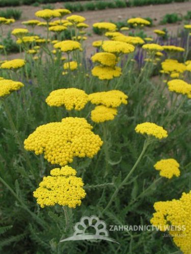 ŘEBŘÍČEK ŽLUTÝ - ACHILLEA CLOTH OF GOLD