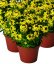 HORČIČNÍK ŽLUTÝ - ERYSIMUM LINIFOLIUM ERYSISTIBLE YELLOW