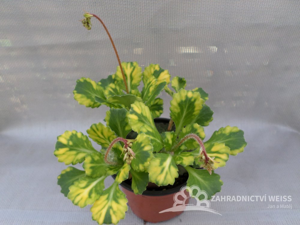 SAXIFRAGA URBIUM VARIEGATA - LOMIKMEN :: Rodinn zahradnictv v Oticch