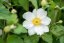 ANEMONE HONORINE JOBERT