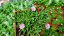 DELOSPERMA CULTIVARS LIDO PINK