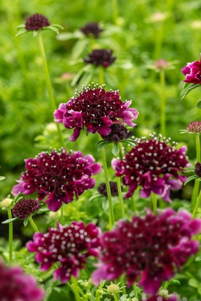 HLAVÁČ  FIALOVÝ - SCABIOSA COLUMBARIA BARROCCA
