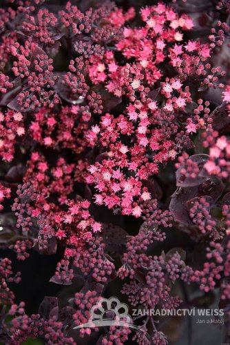SEDUM HYBR. GLOBE PURPLE
