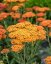 ACHILLEA MILLEFOLIUM SASSY SUMMER SUNSET