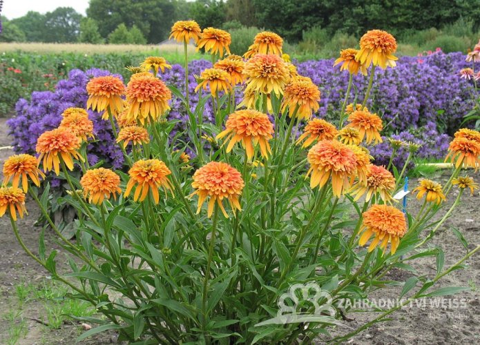 ECHINACEA PURP. MARMALADE