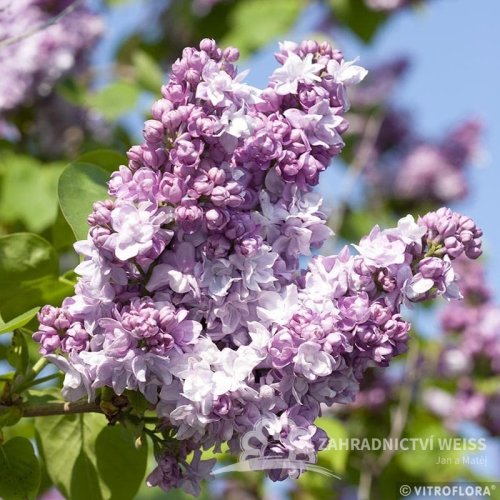 ŠEŘÍK OBECNÝ - SYRINGA VULGARIS  KATHERINE HAVEMEYER