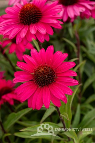 ECHINACEA SENSATION WILD ROMANCE