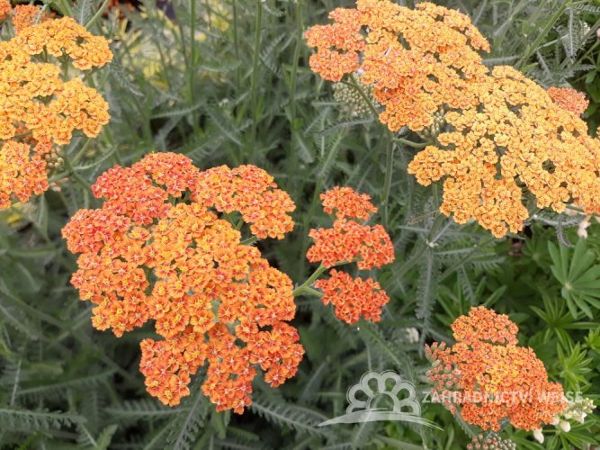 ACHILLEA MILLEFOLIUM „TERRACOTTA“
