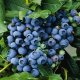 KANADSKÁ BORŮVKA - BLUECROP