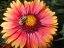 KOKARDA- GAILLARDIA GRANDIFLORA