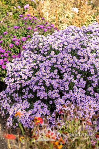 ASTRA PODZIMNÍ – ASTER DUMOSUS PROF. ANTON KIPPENBERG