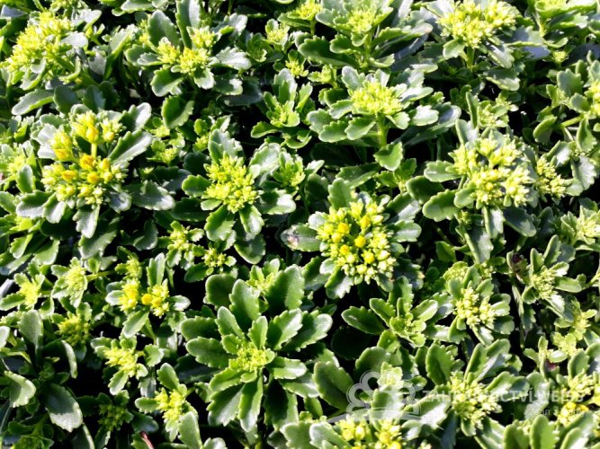 SEDUM HYBRIDUM - LITTLE MISS SUNSHINE