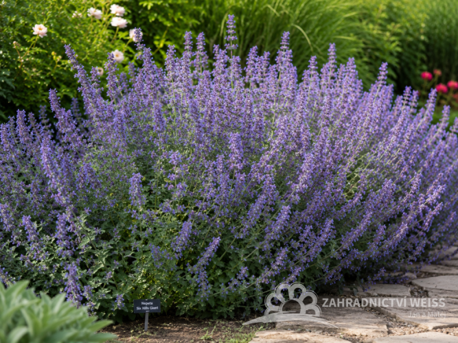 ŠANTA KOČIČÍ – NEPETA SIX HILLS GIANT