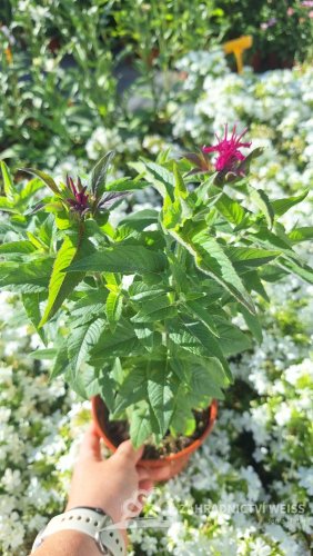 MONARDA HYBR. SUGAR BUZZ®GRAPE GUMBALL