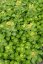 SEDUM SPURIUM ALBUM