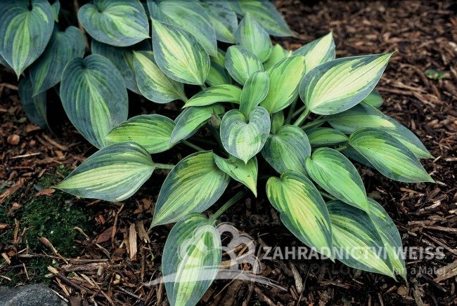 HOSTA HYBRID JUNE