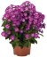 PHLOX PAN. FLAME PURPLE EYE