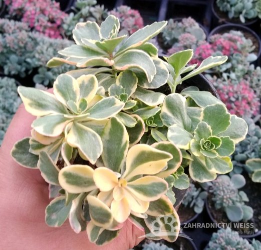 SEDUM KAMTSCHATICUM ´VARIEGATUM´ - ROZCHODNÍK KAMČATSKÝ