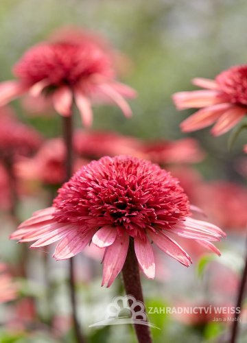 ECHINACEA PURPUREA RASPBERRY TRUFFLE