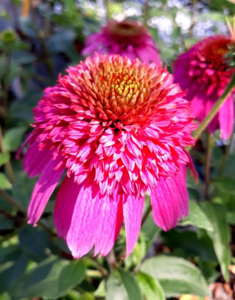 TŘAPATKA - ECHINACEA "SECRET AFFAIR"